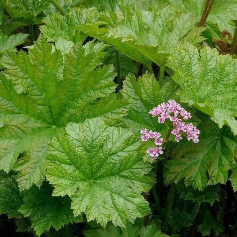 Darmera Peltiphyllum - Indian Rhubarb (Potted) - Play It Koi