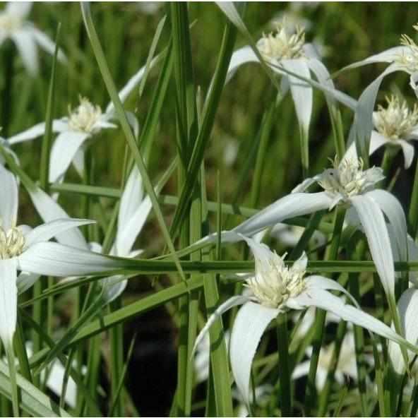 Dichromena Colorata - Star Grass (Bare Root) - Play It Koi