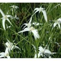 Dichromena Colorata - Star Grass (Bare Root) - Play It Koi