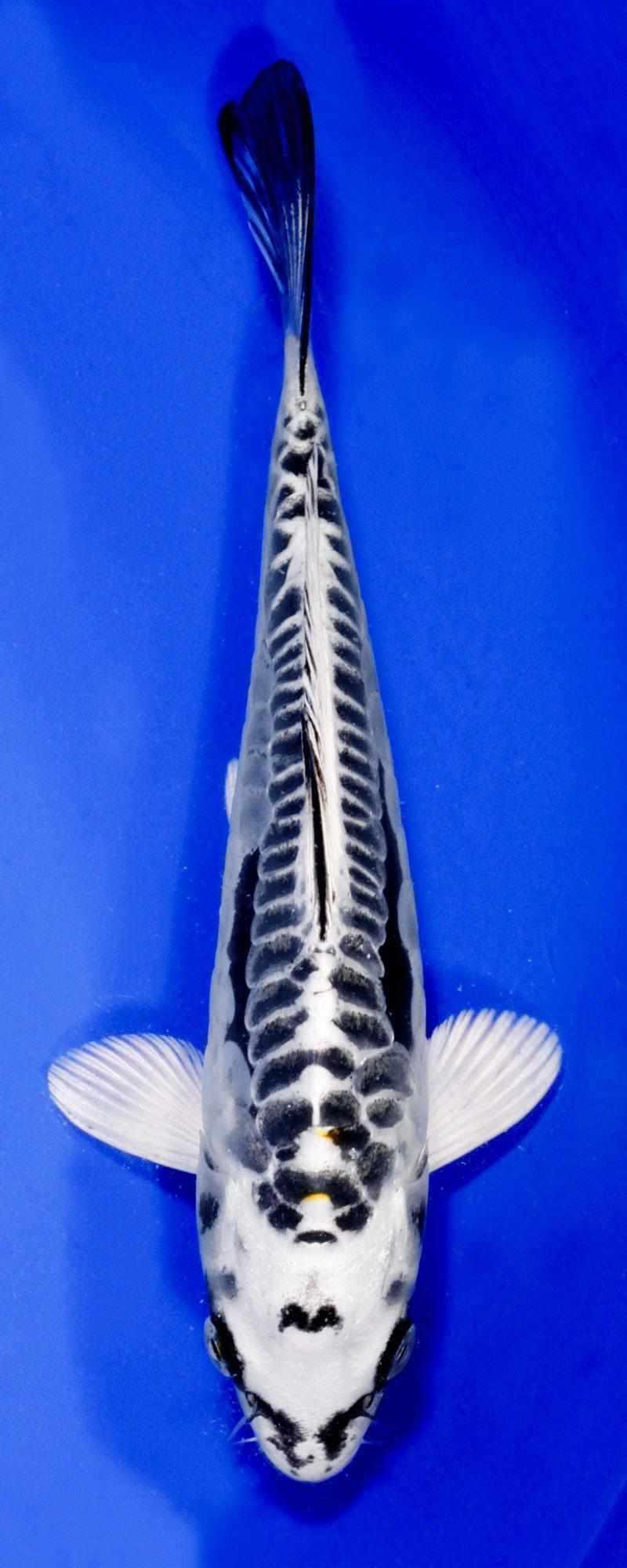 Doitsu Kikokuryo - Play It Koi