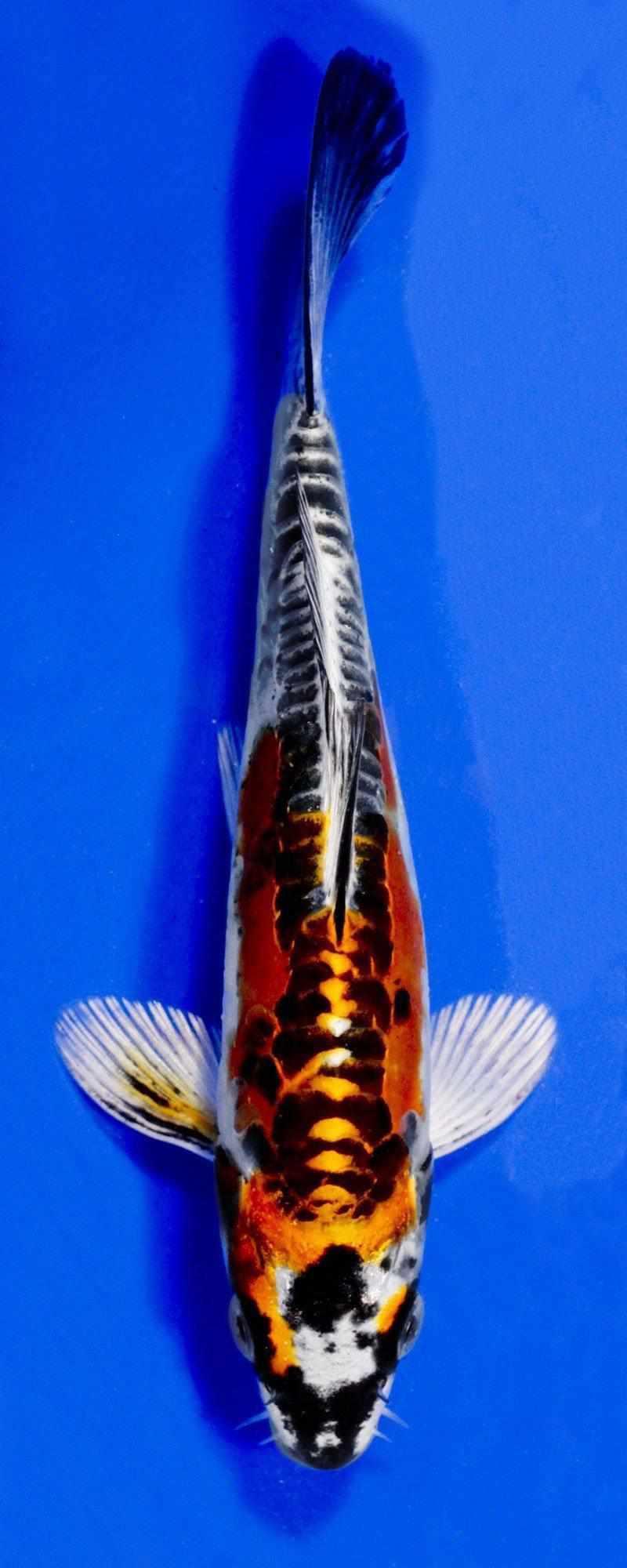★DONKIE★ Koi 8color Golden Corn - koi #x0300st034 - Taniguchi Koi Farm