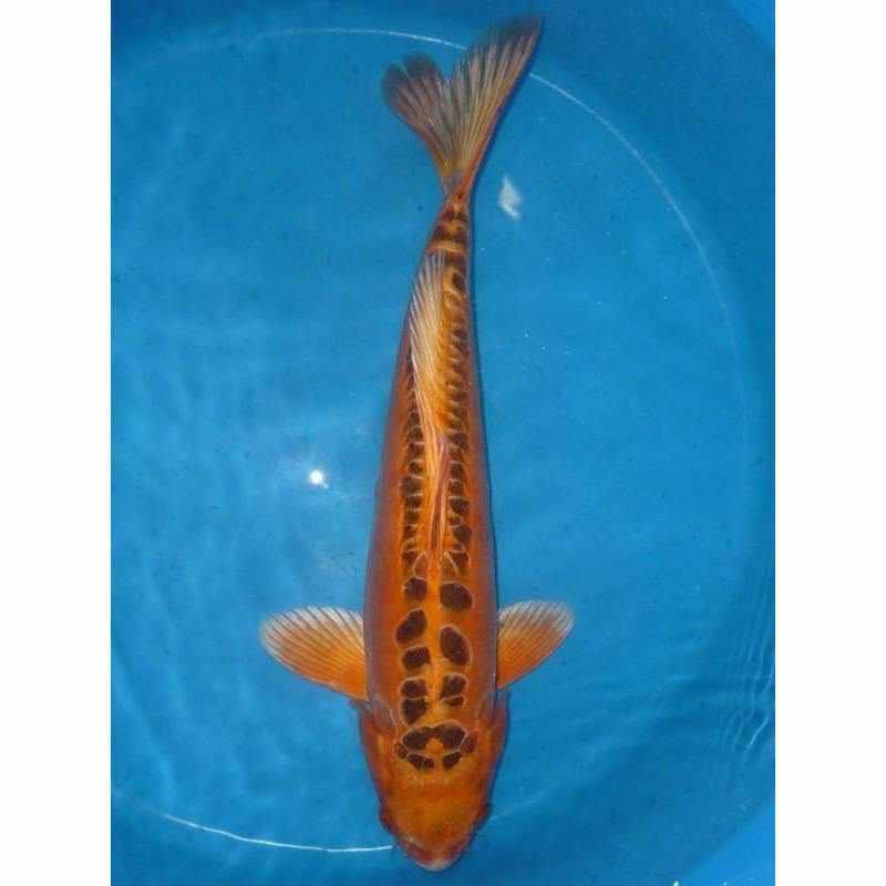 Doitsu Kin Matsuba - Play It Koi