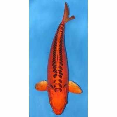 Doitsu Kin Matsuba - Play It Koi