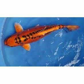 Doitsu Kin Matsuba - Play It Koi