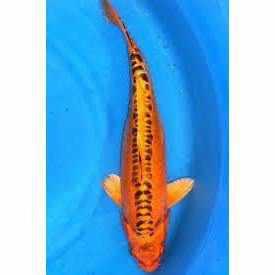 Doitsu Kin Matsuba - Play It Koi