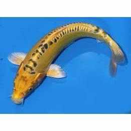 Doitsu Kin Matsuba - Play It Koi