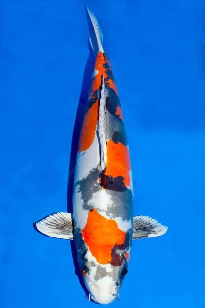 Doitsu Kin Showa - Play It Koi