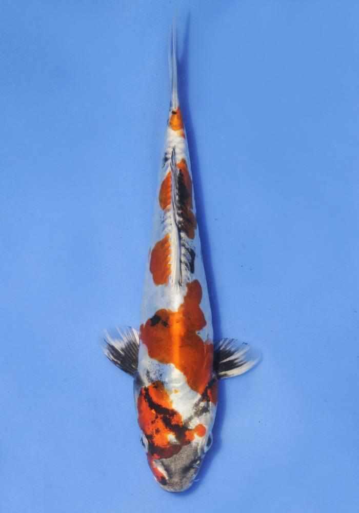 Doitsu Kin Showa - Play It Koi