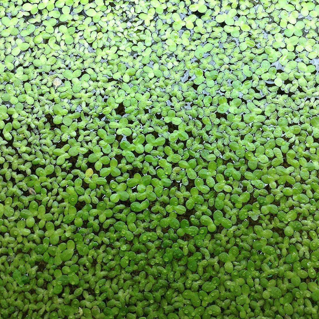 Duck Weed (Lemna Minor) - half cup - Play It Koi