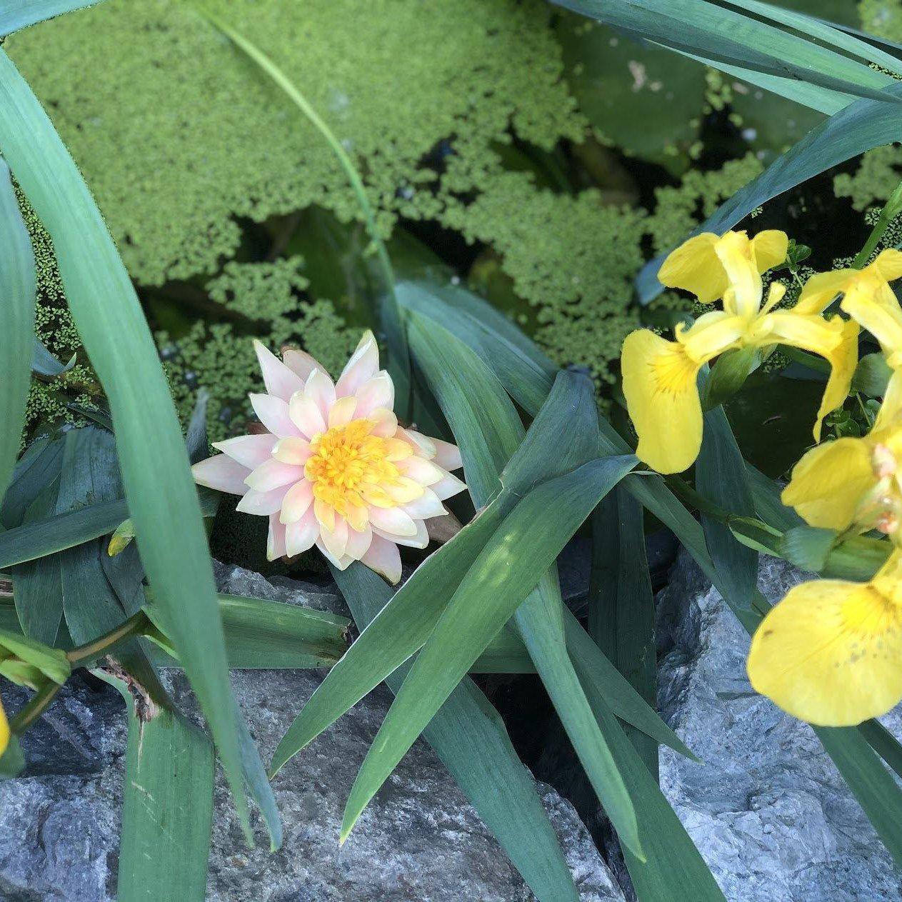Duck Weed (Lemna Minor) - half cup - Play It Koi