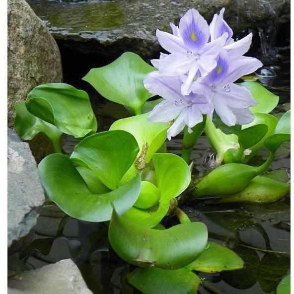 Eichhornia Crassipes - Water Hyacinth - Play It Koi