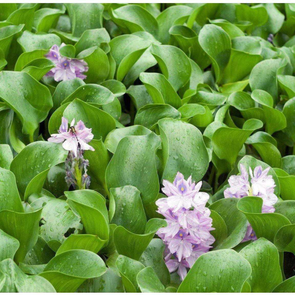 Eichhornia Crassipes - Water Hyacinth - Play It Koi