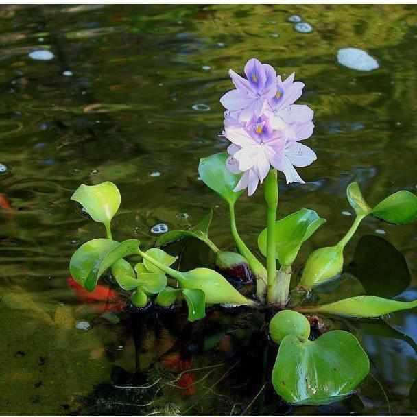Eichhornia Crassipes - Water Hyacinth - Play It Koi