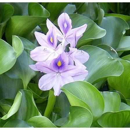 Eichhornia Crassipes - Water Hyacinth - Play It Koi