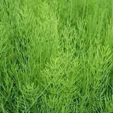 Equisetum Diffusum - Ponytail (Bare Root) - Play It Koi