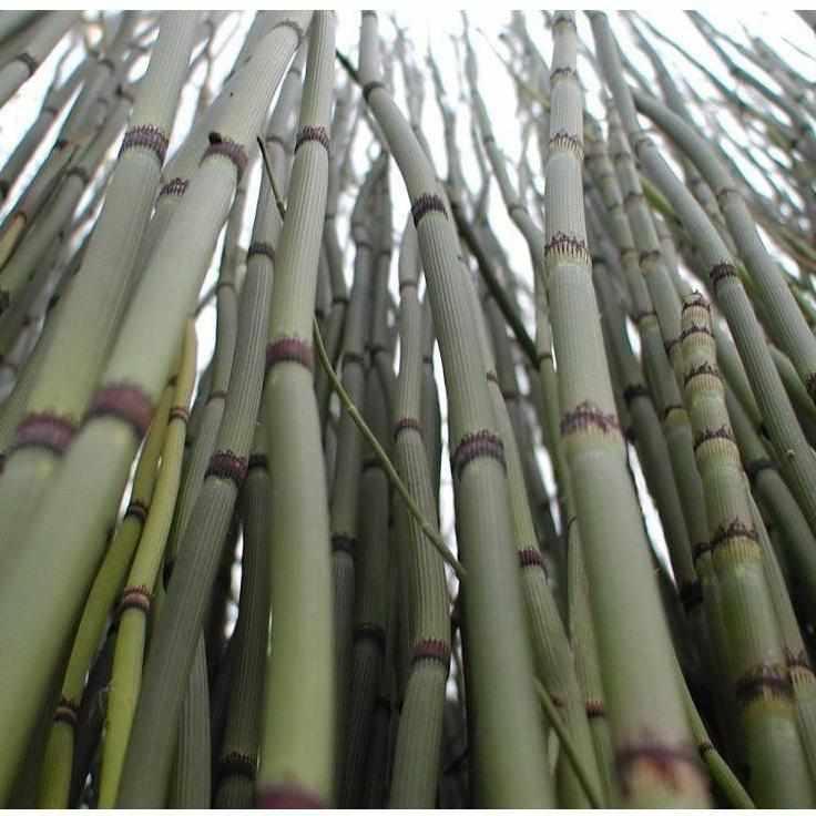 Equisetum Hyemale 'Robustum' - Giant Horsetail (Bare Root) - Play It Koi