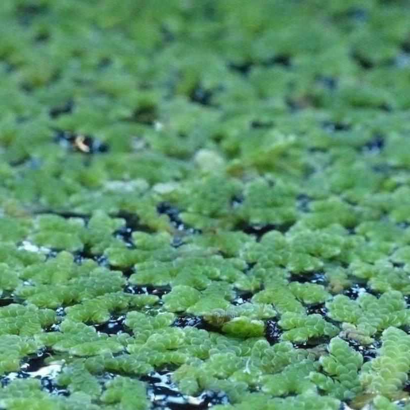 azolla herbicide Fairy Moss