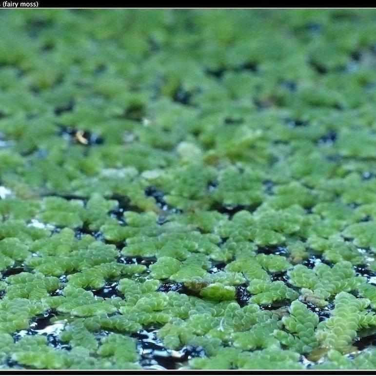 Fairy Moss - Azolla Caroliniana - Play It Koi