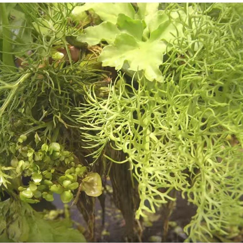 Floating Fern (Ceratopteris Thalicroides form Cornuta) - Play It Koi
