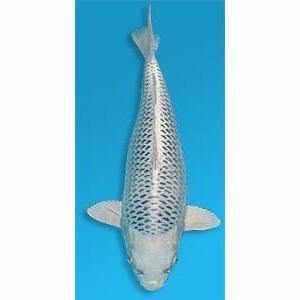 Gin Matsuba - Play It Koi