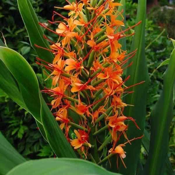 Hedychium 'Tara' - Flowering Ginger, Red/Orange (Bare Root) - Play It Koi