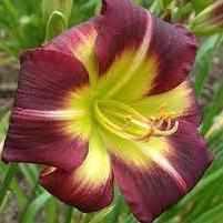 Hemerocallis 'Night Beacon' Daylily (Bare Root) - Play It Koi