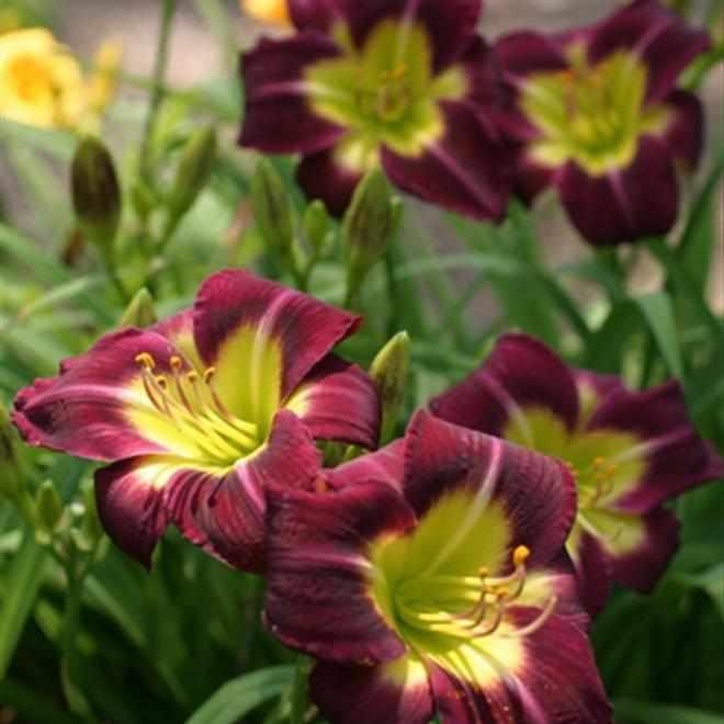 Hemerocallis 'Night Beacon' Daylily (Bare Root) - Play It Koi