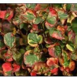 Houttuynia Cordata 'Variegata' - Chameleon Plant (Bare Root) - Play It Koi