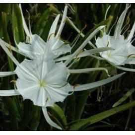 barefoot pink spider lily Hymenocallis lirisome Spider Lily