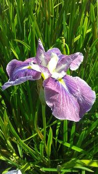 Iris Ensata ‘Hue & Cry’ Japanese Iris (Potted) - Play It Koi