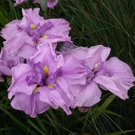 Iris Ensata 'Melody' Pink (Bare Root) - Play It Koi