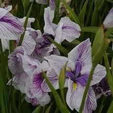 Iris Ensata 'Murakumo' (Bare Root) - Play It Koi