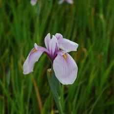 Iris Ensata 'Rose Queen' (Bare Root) - Play It Koi