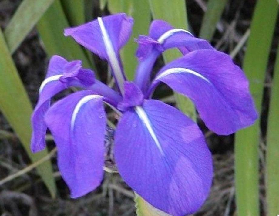Iris Laevigata 'Royal Cartwheel' (Potted) - Play It Koi