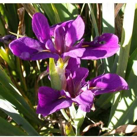 Iris Louisiana 'Black Gamecock' (Bare Root) - Play It Koi