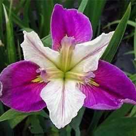 Iris Louisiana 'Colorific' (Bare Root) - Play It Koi