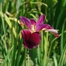 Iris Louisiana 'Mighty Rich' (Bare Root) - Play It Koi