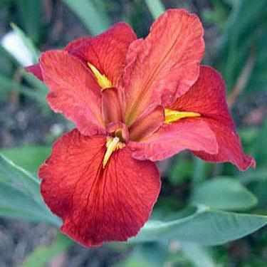 Iris Louisiana 'Red Beans' Iris (Bare Root) - Play It Koi