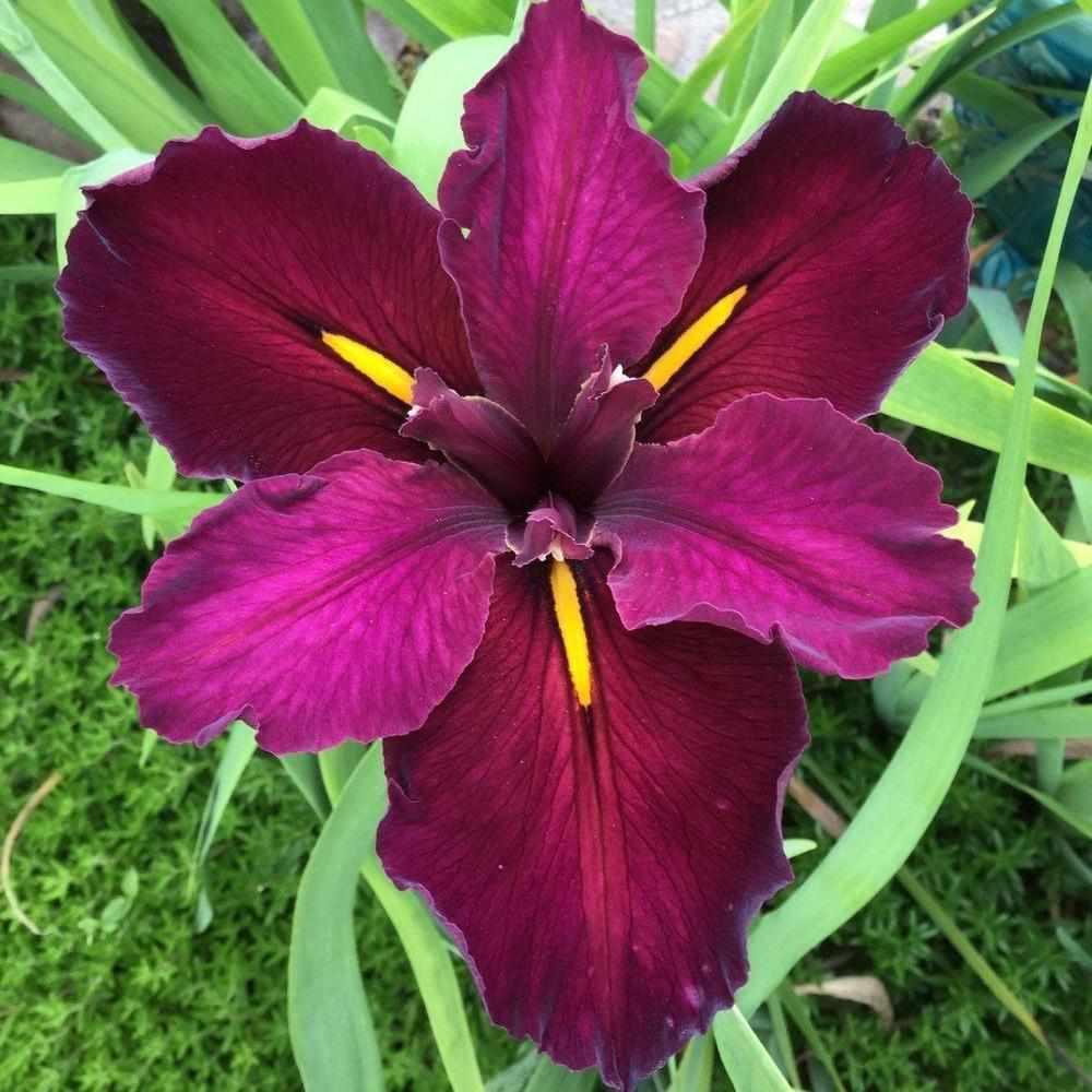 Iris Louisiana 'Red Velvet Elvis' Iris (Bare Root) - Play It Koi