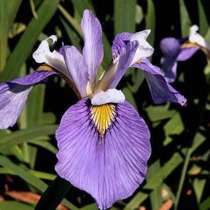 Iris Pseudata 'Enfant Prodige' Iris (Bare Root) - Play It Koi