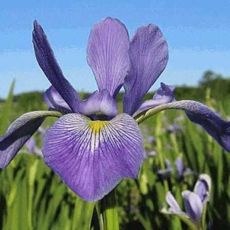 Iris Versicolor - Blue Flag Iris (Bare Root) - Play It Koi