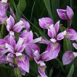 Iris Versicolor 'Deep Rose' (Bare Root) - Play It Koi