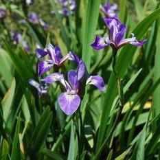 Iris Versicolor 'Mountain Brook' (Bare Root) - Play It Koi