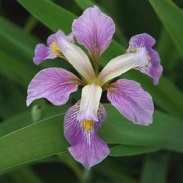 Iris Virginica 'Contraband Girl' (Bare Root) - Play It Koi