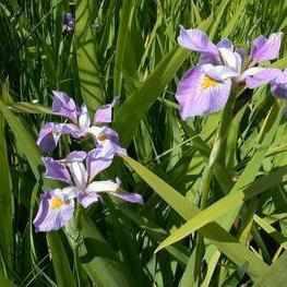 Iris Virginica 'Purple Fan' (Potted) - Play It Koi