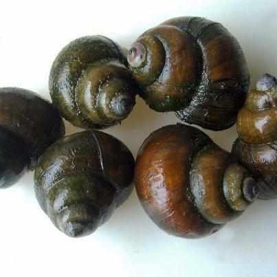Japanese Trapdoor Snail - Play It Koi