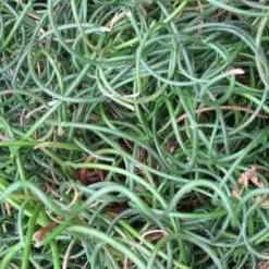 Juncus Effuses 'Curly Wurly' (Bare Root) - Play It Koi