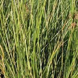Juncus Effuses 'Gold Strike' (Bare Root) - Play It Koi