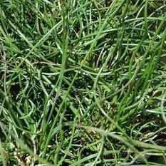 Juncus Effuses 'Spiralis' - Corkscrew Rush (Bare Root) - Play It Koi