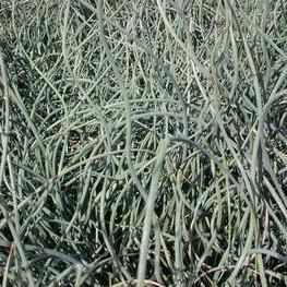 Juncus Inflexus 'Afro' - Blue Corkscrew Rush (Bare Root) - Play It Koi